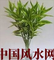 汕尾十二生肖养什么植物最旺财运？你知道吗！