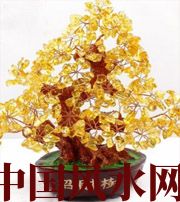 汕尾买了招财植物却不能发财，是方位摆错了！